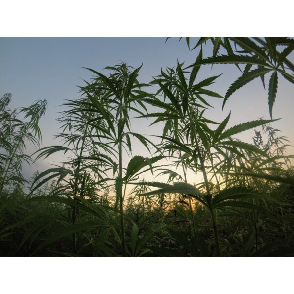 matteo paganelli MqISkm2iLGc unsplash Thumbnail